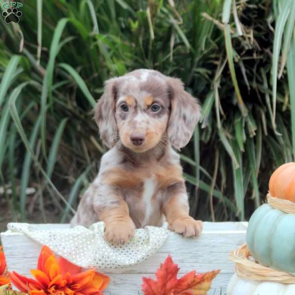 Opal, Dachshund Puppy