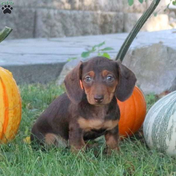Opal – Mini, Dachshund Puppy