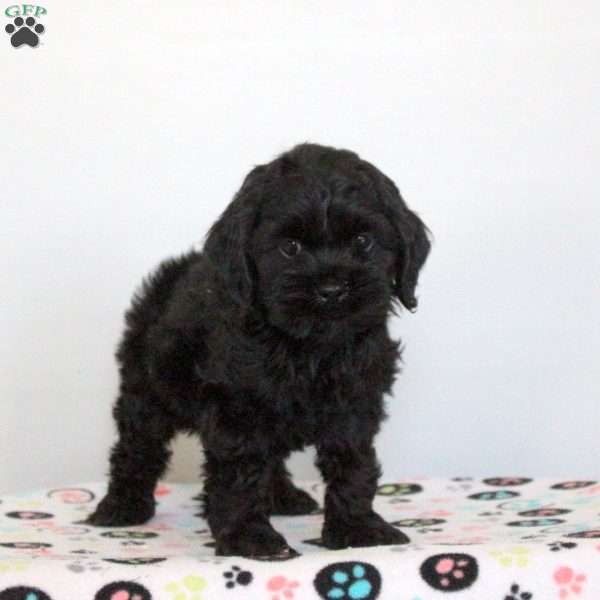 Orion, Cockapoo Puppy