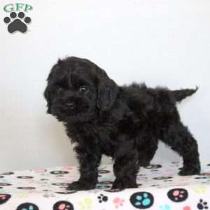 Orion, Cockapoo Puppy