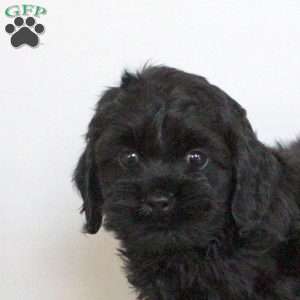 Orion, Cockapoo Puppy