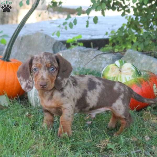 Oscar – Miniature, Dachshund Puppy