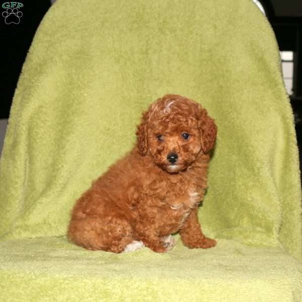 Oscar, Toy Poodle Puppy