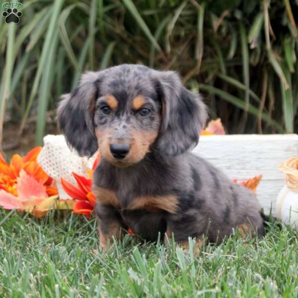 Oscar, Dachshund Puppy