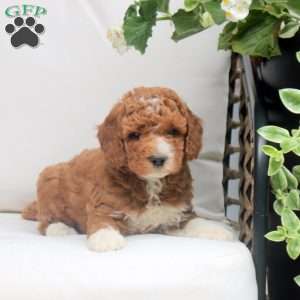 Oscar, Mini Goldendoodle Puppy