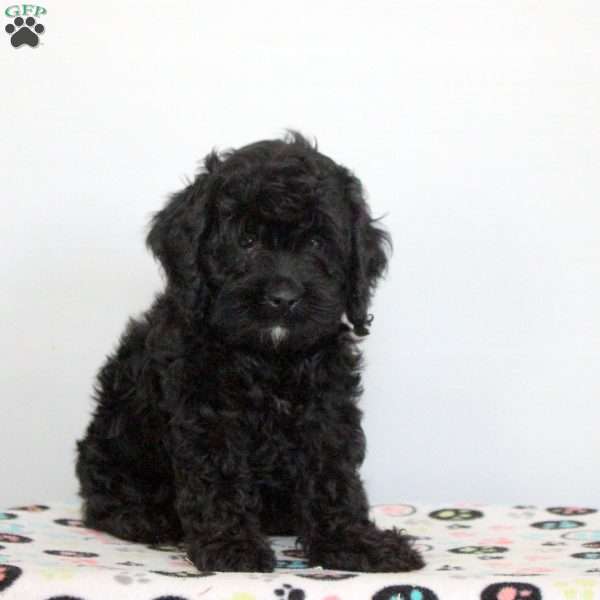 Oscar, Cockapoo Puppy
