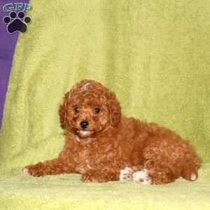 Oscar, Toy Poodle Puppy