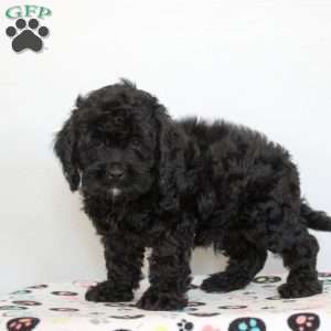 Oscar, Cockapoo Puppy