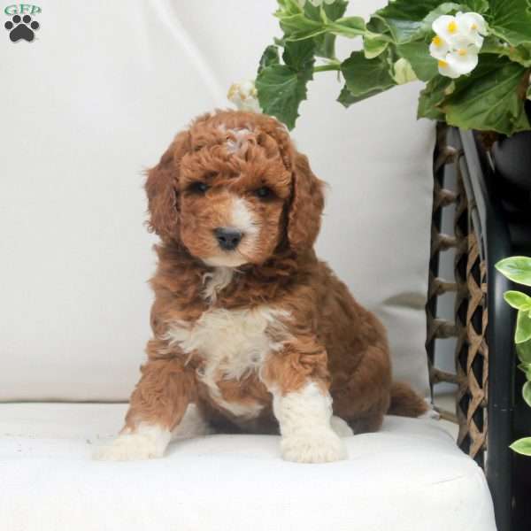 Oscar, Mini Goldendoodle Puppy