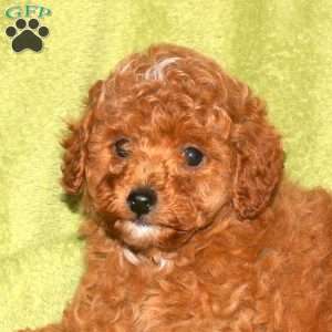 Oscar, Toy Poodle Puppy