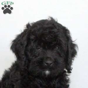 Oscar, Cockapoo Puppy