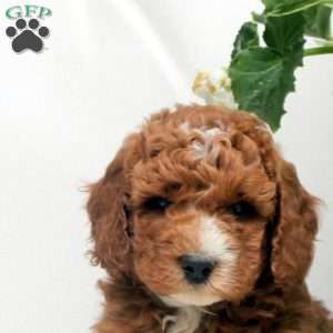Oscar, Mini Goldendoodle Puppy