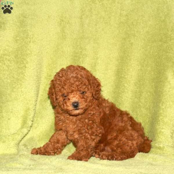 Otis, Toy Poodle Puppy