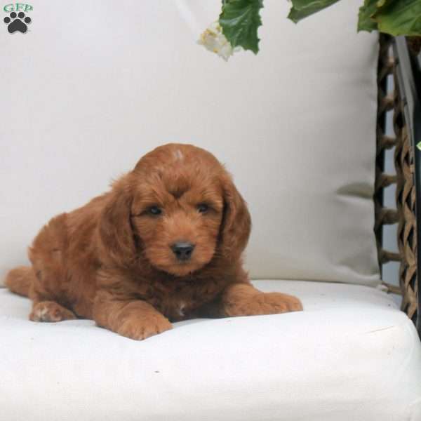 Otto, Mini Goldendoodle Puppy