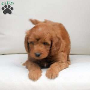Otto, Mini Goldendoodle Puppy