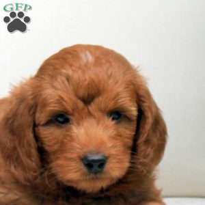 Otto, Mini Goldendoodle Puppy