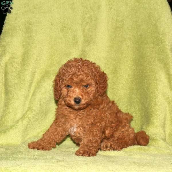 Owen, Toy Poodle Puppy