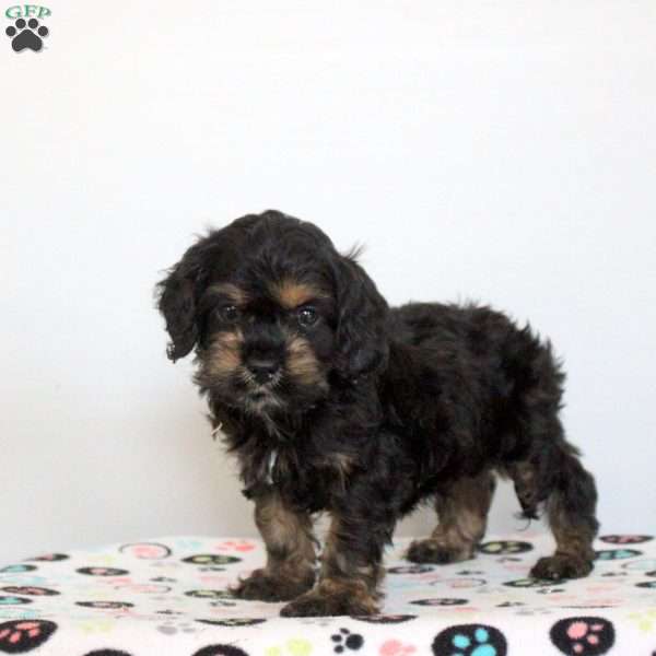 Owen, Cockapoo Puppy