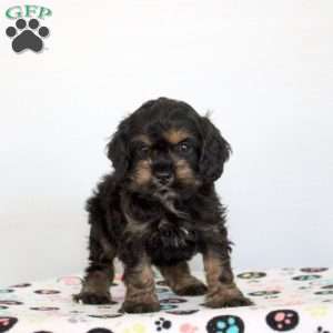 Owen, Cockapoo Puppy
