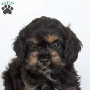 Owen, Cockapoo Puppy