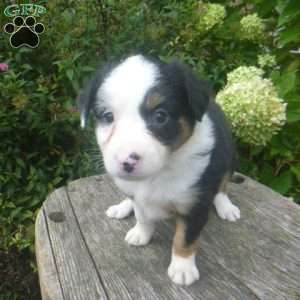 Janet, Miniature Australian Shepherd Puppy