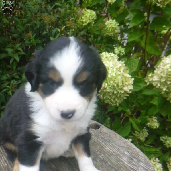 Janet, Miniature Australian Shepherd Puppy