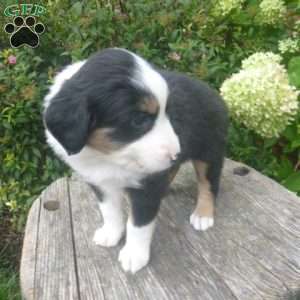 Janet, Miniature Australian Shepherd Puppy