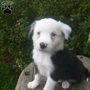 Joey, Miniature Australian Shepherd Puppy