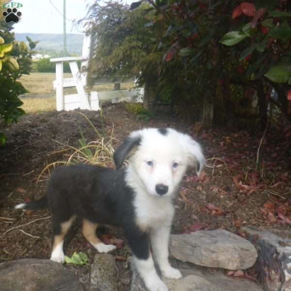 Joey, Miniature Australian Shepherd Puppy