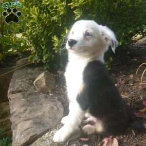 Joey, Miniature Australian Shepherd Puppy