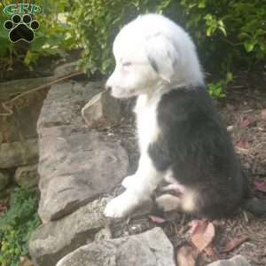 Joey, Miniature Australian Shepherd Puppy