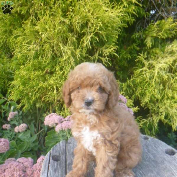 Ivana, Cavapoo Puppy