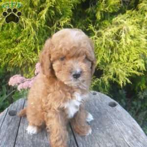 Ivana, Cavapoo Puppy