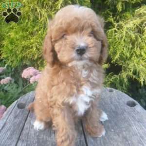 Ivana, Cavapoo Puppy