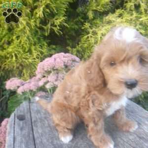 Isabella, Cavapoo Puppy