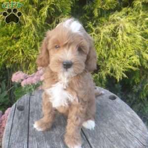 Isabella, Cavapoo Puppy
