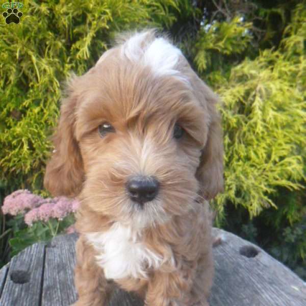 Isabella, Cavapoo Puppy