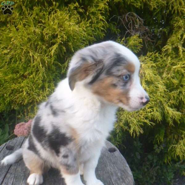 Janessa, Miniature Australian Shepherd Puppy