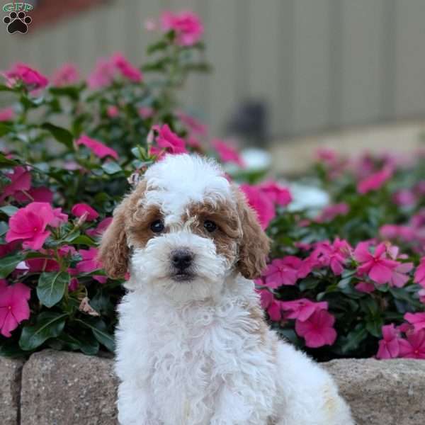 Sandra, Miniature Poodle Puppy