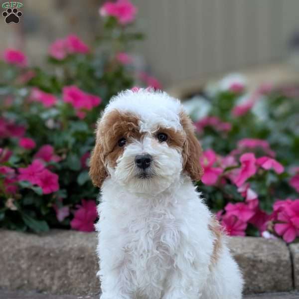 Shannan, Miniature Poodle Puppy
