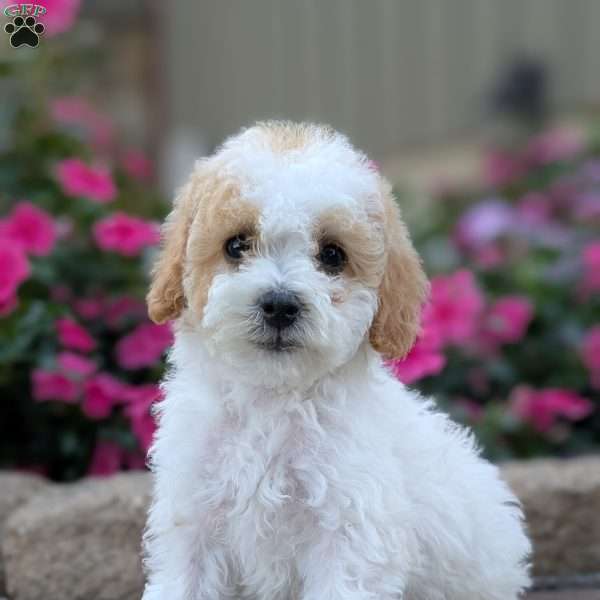 Scarlet, Miniature Poodle Puppy