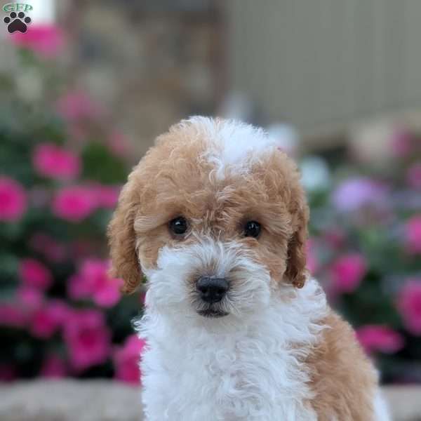 Savannah, Miniature Poodle Puppy