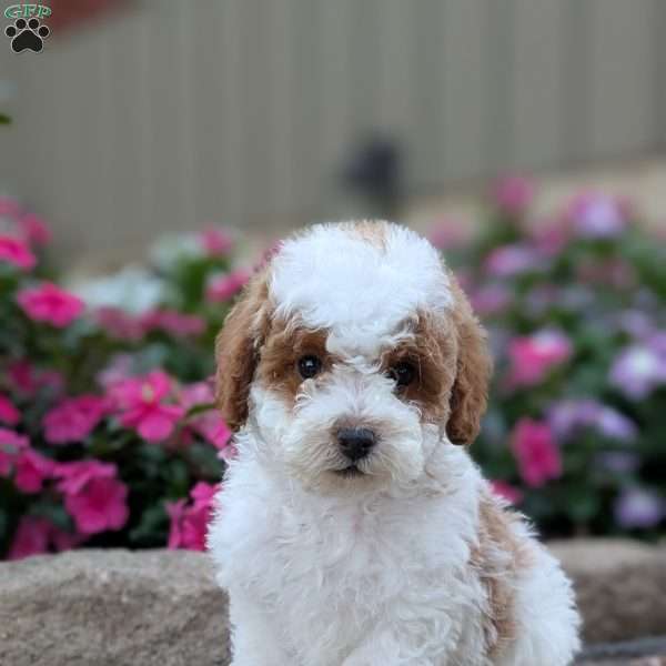 Sara, Miniature Poodle Puppy