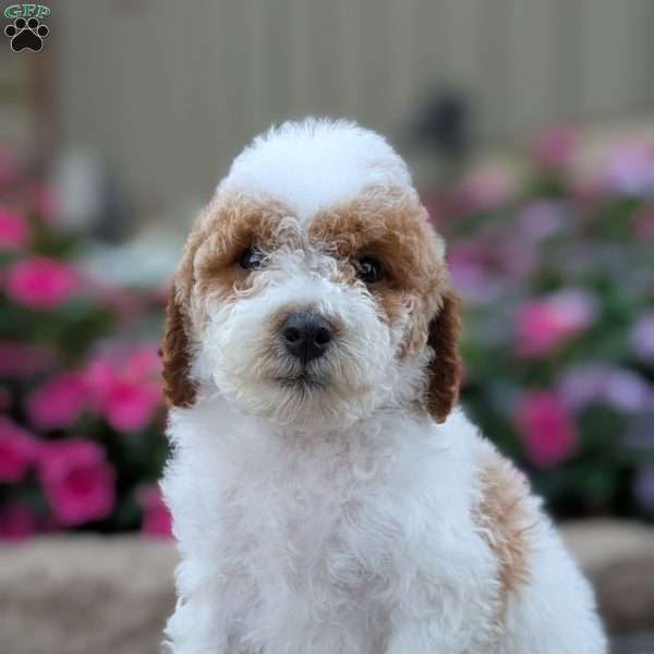 Sawyer, Miniature Poodle Puppy