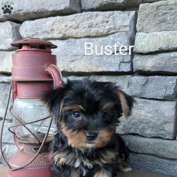 Buster, Yorkie Puppy