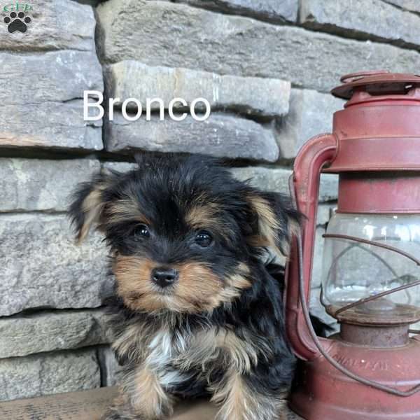 Bronco, Yorkie Puppy