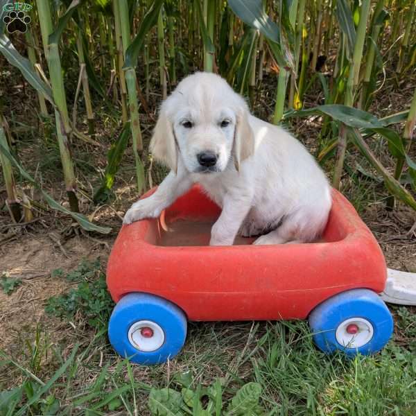 Skittles, English Cream Golden Retriever Puppy