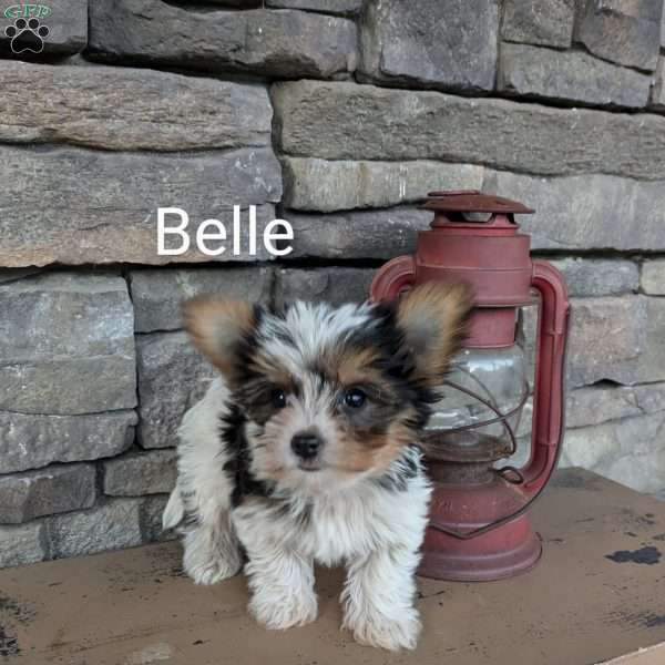 Belle, Yorkie Puppy