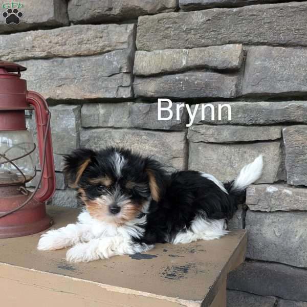 Brynn, Yorkie Puppy