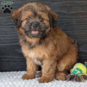 Sara, Shih-Poo Puppy